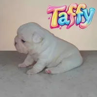 Taffy, a female French Bulldog for sale in Saint Clair, MO – Photo 3 of 5