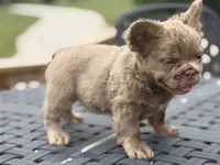 Shadow, a male French Bulldog for sale in Saint Clair, MO – 5 of 7
