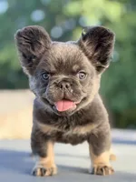 Decimus, a male French Bulldog for sale in Saint Clair, MO – 2 of 6