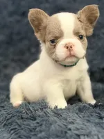 Stallone, a male French Bulldog for sale in Saint Clair, MO – 6 of 6