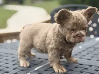 Shadow, a male French Bulldog for sale in Saint Clair, MO – 2 of 7