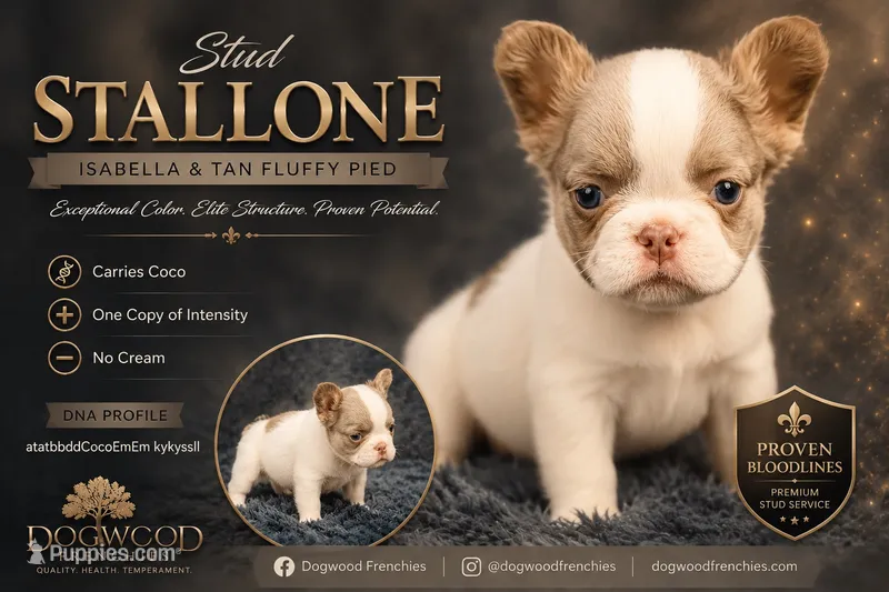 Stallone – French Bulldog puppy for sale in Saint Clair, MO