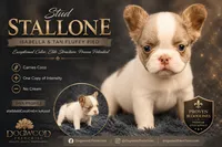 Stallone, a male French Bulldog for sale in Saint Clair, MO – 1 of 6
