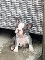Basil, a female French Bulldog for sale in Saint Clair, MO – 3 of 7