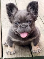Decimus, a male French Bulldog for sale in Saint Clair, MO – 6 of 6