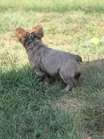 Shadow, a male French Bulldog for sale in Saint Clair, MO – 7 of 7