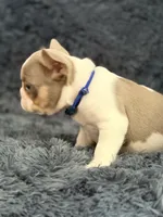 Sylvester , a male French Bulldog for sale in Saint Clair, MO – 4 of 6