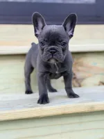 Daisy, a female French Bulldog for sale in Saint Clair, MO – Photo 6 of 7