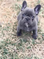 Daisy, a female French Bulldog for sale in Saint Clair, MO – Photo 7 of 7