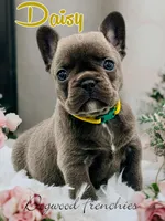 Daisy, a female French Bulldog for sale in Saint Clair, MO – Photo 1 of 7
