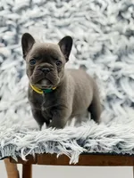 Daisy, a female French Bulldog for sale in Saint Clair, MO – Photo 2 of 7