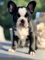 Tater, a male French Bulldog for sale in Saint Clair, MO – 2 of 6