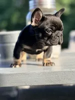 Meridius, a male French Bulldog for sale in Saint Clair, MO – 4 of 4