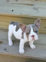 Sparkle, a female French Bulldog for sale in Saint Clair, MO – 7 of 9