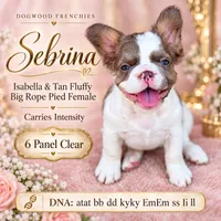 Sebrina, a female French Bulldog for sale in Saint Clair, MO – 1 of 6
