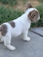 Stallone, a male French Bulldog for sale in Saint Clair, MO – 3 of 10