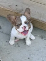 Sebrina, a female French Bulldog for sale in Saint Clair, MO – 3 of 6
