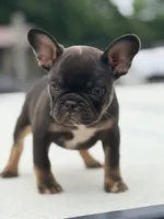 Nuget, a male French Bulldog for sale in Saint Clair, MO – 2 of 6