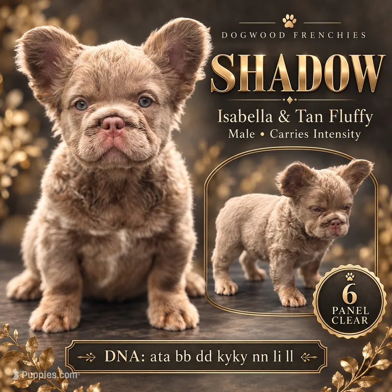 Shadow – French Bulldog puppy for sale in Saint Clair, MO