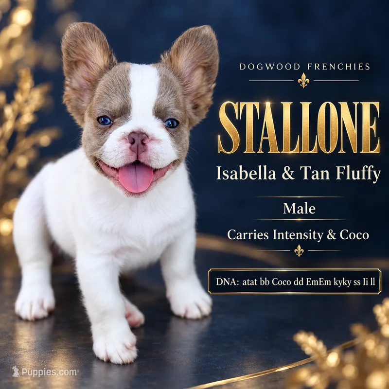 Stallone – French Bulldog puppy for sale in Saint Clair, MO