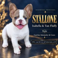 Stallone, a male French Bulldog for sale in Saint Clair, MO – 1 of 10