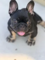 Meridius, a male French Bulldog for sale in Saint Clair, MO – 6 of 7