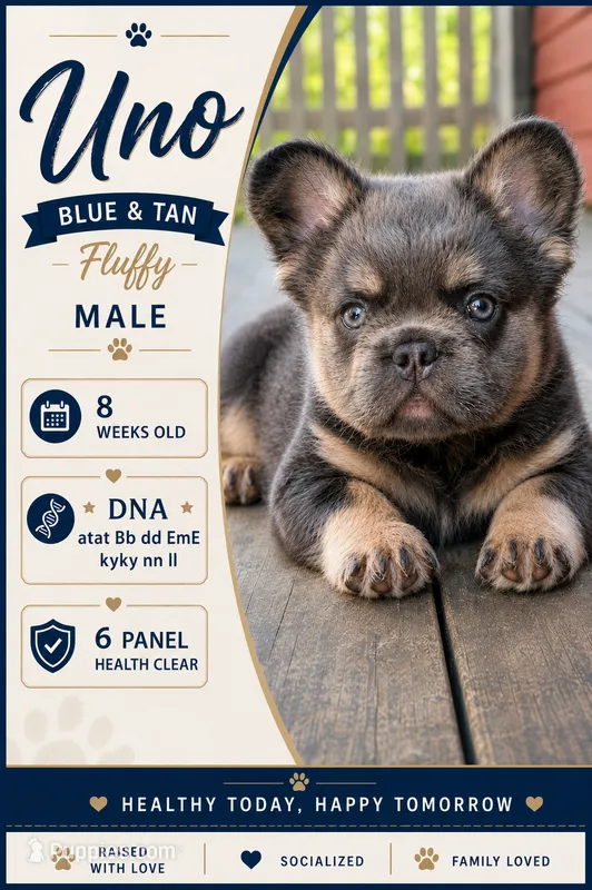 Uno – French Bulldog puppy for sale in Saint Clair, MO