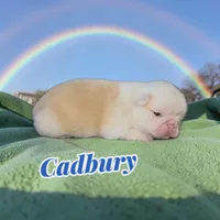 Cadbury, a male French Bulldog for sale in Saint Clair, MO – Photo 4 of 4