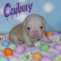 Cadbury, a male French Bulldog for sale in Saint Clair, MO – Photo 2 of 4