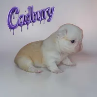 Cadbury, a male French Bulldog for sale in Saint Clair, MO – Photo 3 of 4