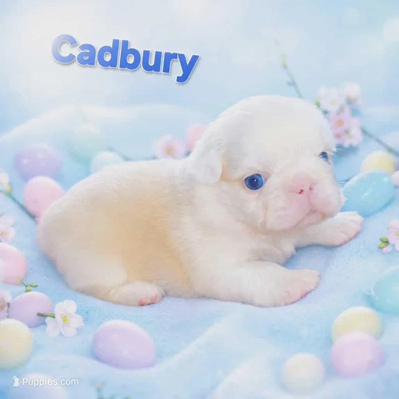 Cadbury, a male French Bulldog for sale in Saint Clair, MO – Photo 1 of 4