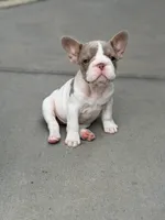 Sparkle, a female French Bulldog for sale in Saint Clair, MO – 5 of 9