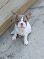 Sparkle, a female French Bulldog for sale in Saint Clair, MO – 3 of 9