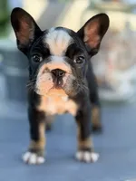 Pepper, a female French Bulldog for sale in Saint Clair, MO – 1 of 4