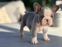 Basil, a female French Bulldog for sale in Saint Clair, MO – 7 of 7