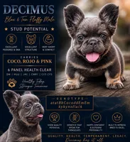 Decimus, a male French Bulldog for sale in Saint Clair, MO – 4 of 6