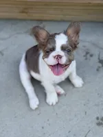 Sebrina, a female French Bulldog for sale in Saint Clair, MO – 2 of 6