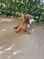 Pipo, a male French Bulldog for sale in Dallas, TX – Photo 2 of 3