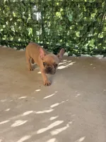 Pipo, a male French Bulldog for sale in Dallas, TX – Photo 3 of 3