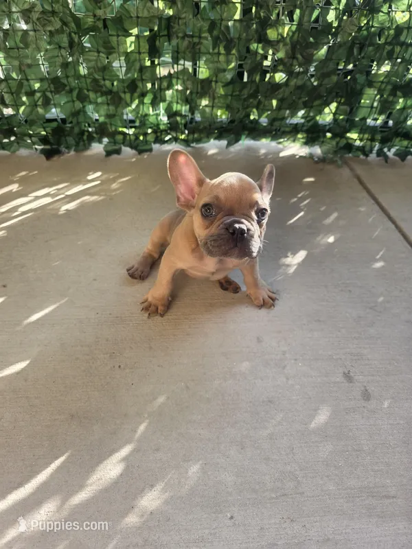 Pipo – French Bulldog puppy for sale in Dallas, TX
