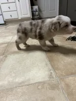 Red Merle Boy, a male Miniature Australian Shepherd for sale in Greenville, GA – 7 of 9