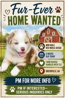 Mini Red Merle Boy, a male Miniature Australian Shepherd for sale in Greenville, GA – 4 of 7