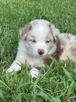 Mini Red Merle Boy, a male Miniature Australian Shepherd for sale in Greenville, GA – 6 of 7