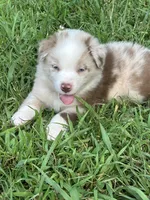Mini Red Merle Boy, a male Miniature Australian Shepherd for sale in Greenville, GA – 7 of 7