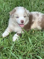 Mini Red Merle Boy, a male Miniature Australian Shepherd for sale in Greenville, GA – 2 of 7