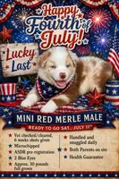 Mini Red Merle Boy, a male Miniature Australian Shepherd for sale in Greenville, GA – 1 of 7