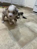 Red Merle Boy, a male Miniature Australian Shepherd for sale in Greenville, GA – 9 of 9