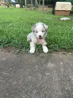 Mini Red Merle Boy, a male Miniature Australian Shepherd for sale in Greenville, GA – 5 of 7
