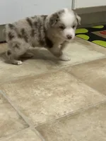 Red Merle Boy, a male Miniature Australian Shepherd for sale in Greenville, GA – 8 of 9