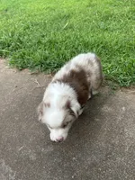 Mini Red Merle Boy, a male Miniature Australian Shepherd for sale in Greenville, GA – 3 of 7